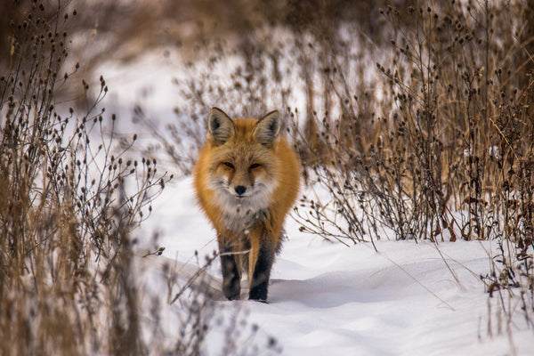 Friendly Fox