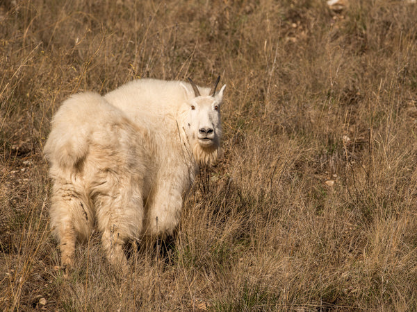 Mountain Goat