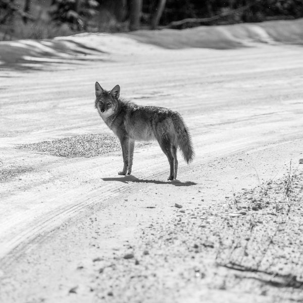 Curious Coyote