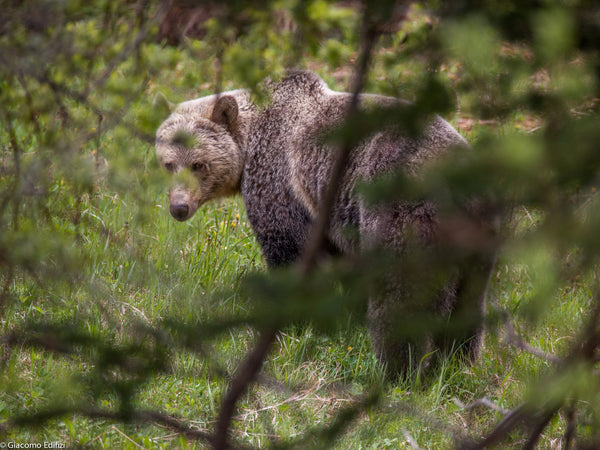 Big Furry Friend