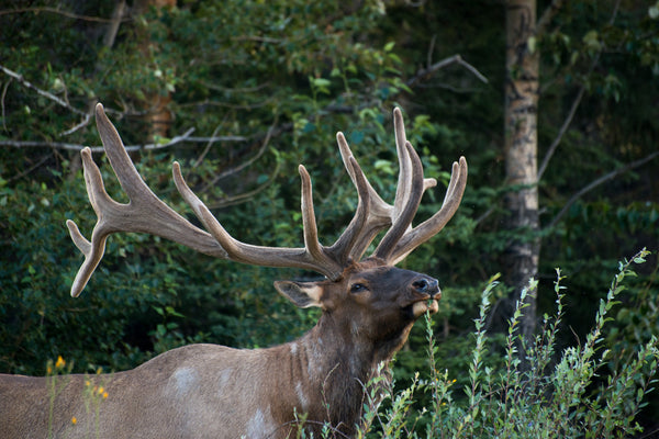 Wapiti Elk