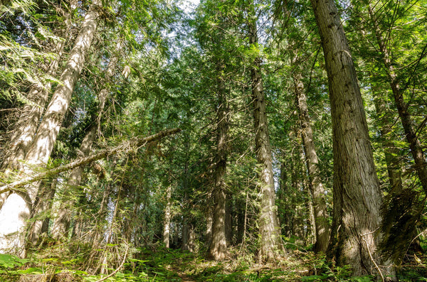 Fernie Old Growth Forest